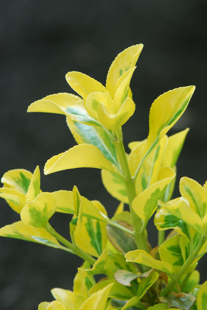 winter creeper , Fortune's spindle
